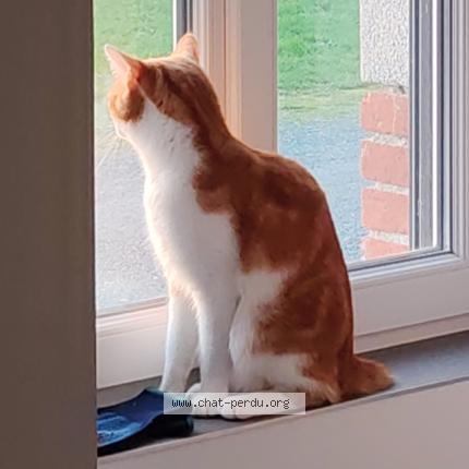 Photo 1/1 Diaval Chat perdu à Saint jean de monts