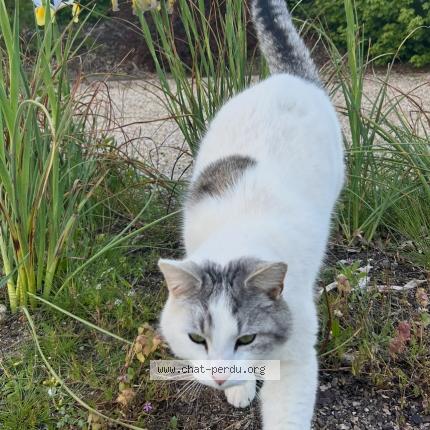 Photo 1/2 Chat retrouvé Perdu à Blois