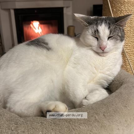 Photo 2/2 Chat retrouvé Perdu à Blois