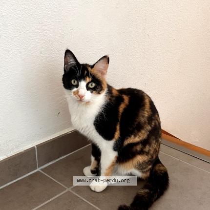 Photo 1/1 Chat retrouvé Perdu à Tournefeuille