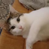 Photo de chat perdu à Saint Leger