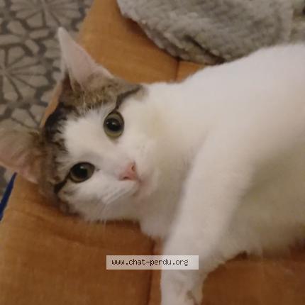 Photo 1/1 Wifi Chat perdu à Saint leger