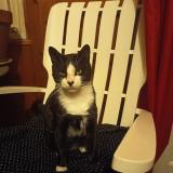 Photo de chat perdu à Bordeaux