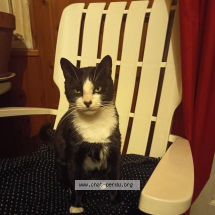 Photo 1/1 Calinou Chat perdu à Bordeaux