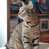 Photo de chat perdu à Nogent Sur Marne