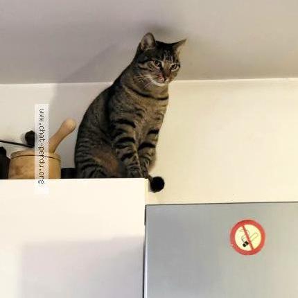 Photo 2/4 Chat retrouvé Perdu à Nogent sur marne