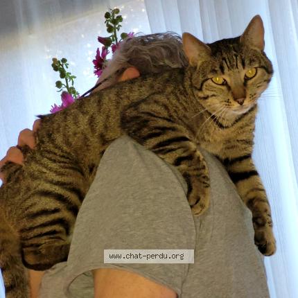 Photo 3/4 Chat retrouvé Perdu à Nogent sur marne