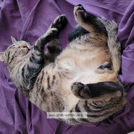 Photo 4/4 Chat retrouvé Perdu à Nogent sur marne