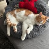 Photo de chat perdu à Flers