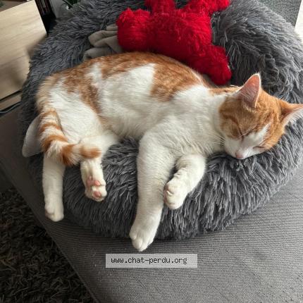 Photo 1/1 Rio Chat perdu à Flers