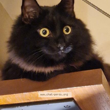 Photo 1/4 Chat retrouvé Perdu à Sausset les pins