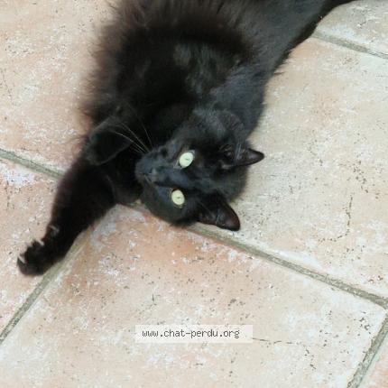 Photo 2/4 Chat retrouvé Perdu à Sausset les pins