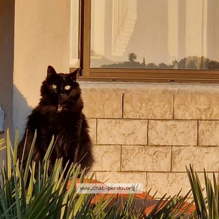 Photo 3/4 Chat retrouvé Perdu à Sausset les pins