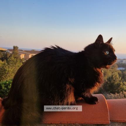 Photo 4/4 Chat retrouvé Perdu à Sausset les pins