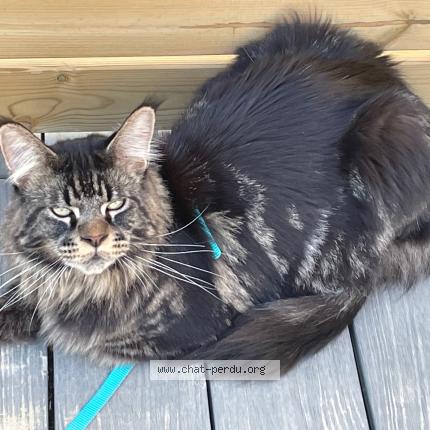 Photo 1/1 Chat retrouvé Perdu à Yerres
