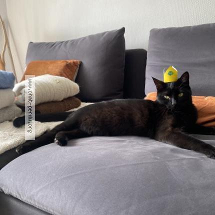 Photo 1/1 Charlotte Chat perdu à Aix en provence