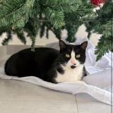 Photo de chat perdu à Trementines