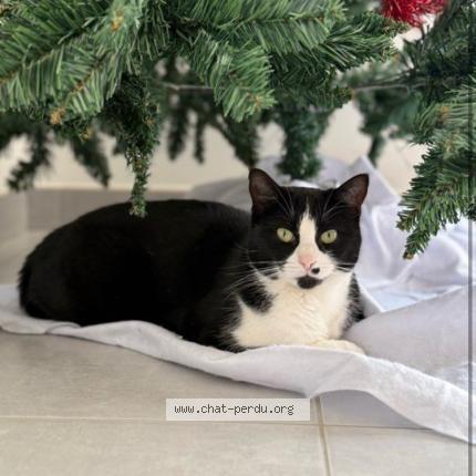 Photo 1/1 Vita Chat perdu à Trementines