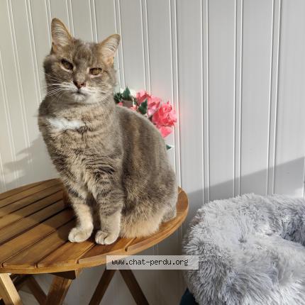 Photo 1/1 Minouchcat Chat perdu à Bassussarry
