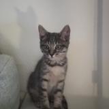 Photo de chat perdu à Mulhouse