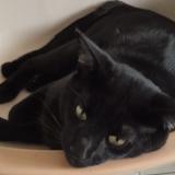 Photo de chat perdu à Pornic