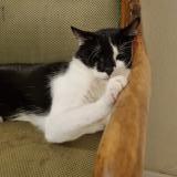 Photo de chat perdu à Pontault Combault