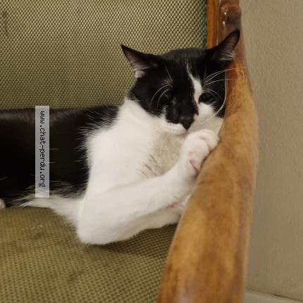 Photo 1/1 Venom Chat perdu à Pontault combault