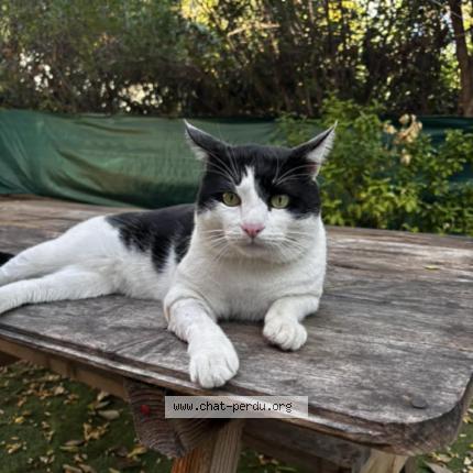 Photo 1/1 Oreo Chat perdu à Marseille