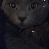 Photo de chat perdu à Montpellier