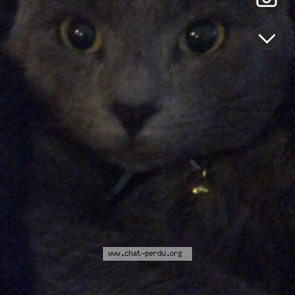 Photo 1/1 Choppie Chat perdu à Montpellier