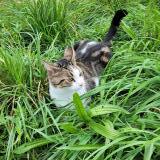 Photo de chat perdu à Saint Chamond