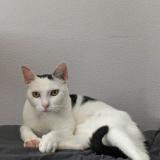 Photo de chat perdu à Venansault