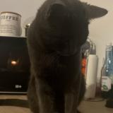 Photo de chat perdu à Deols