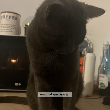 Photo 1/1 Tom Chat perdu à Deols