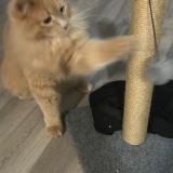 Photo de chat perdu à Boyd