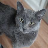 Photo de chat perdu à Winston