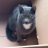 Photo de chat perdu à Bruxelles