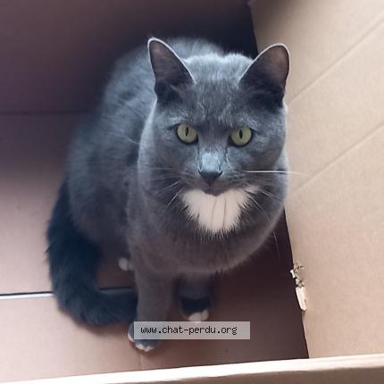 Photo 1/1 Simba Chat perdu à Bruxelles