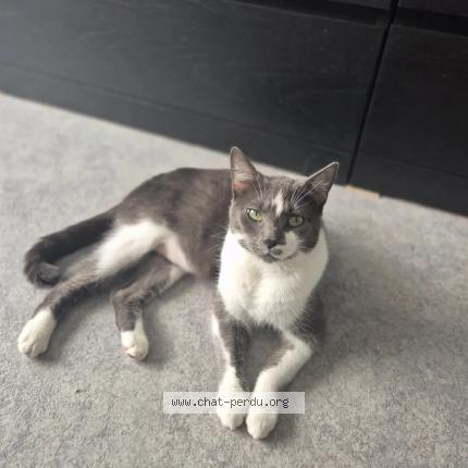 Photo 1/1 Chat retrouvé Perdu à Namur