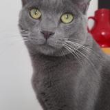 Photo de chat perdu à Neuilly Plaisance