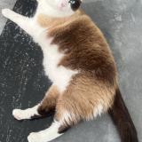 Photo de chat perdu à Merignac