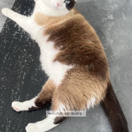 Photo 1/1 Blanca Chat perdu à Merignac