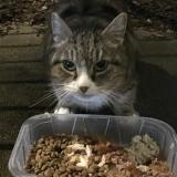 Photo de chat trouvé à Sainte Luce Sur Loire