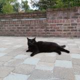 Photo de chat perdu à Laval Pradel