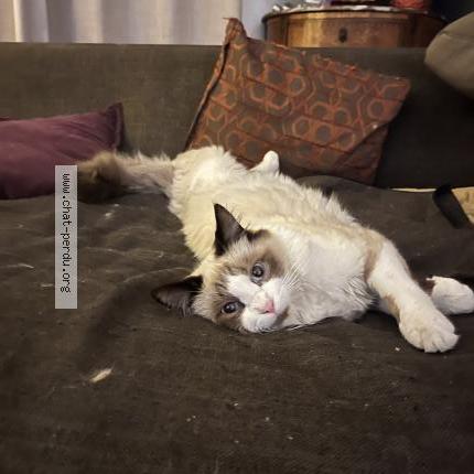 Photo 1/1 Guigui Chat perdu à Sillingy