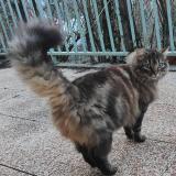 Photo de chat trouvé à Charvieu Chavagneux