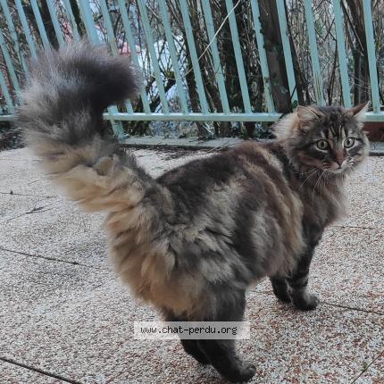 Photo 1/1 Chat trouvé Trouvé à Charvieu chavagneux