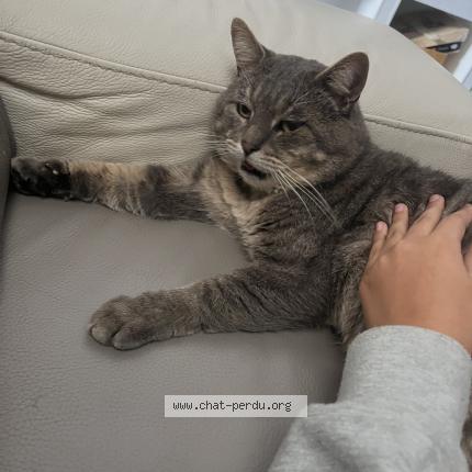 Photo 1/1 Gojo Chat perdu à Lorient