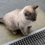 Photo de chat trouvé à Les Sables D Olonne