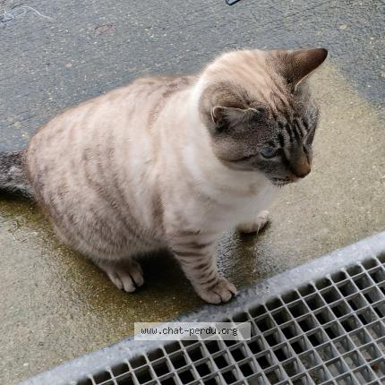 Photo 1/1 Chat trouvé Trouvé à Les sables d olonne